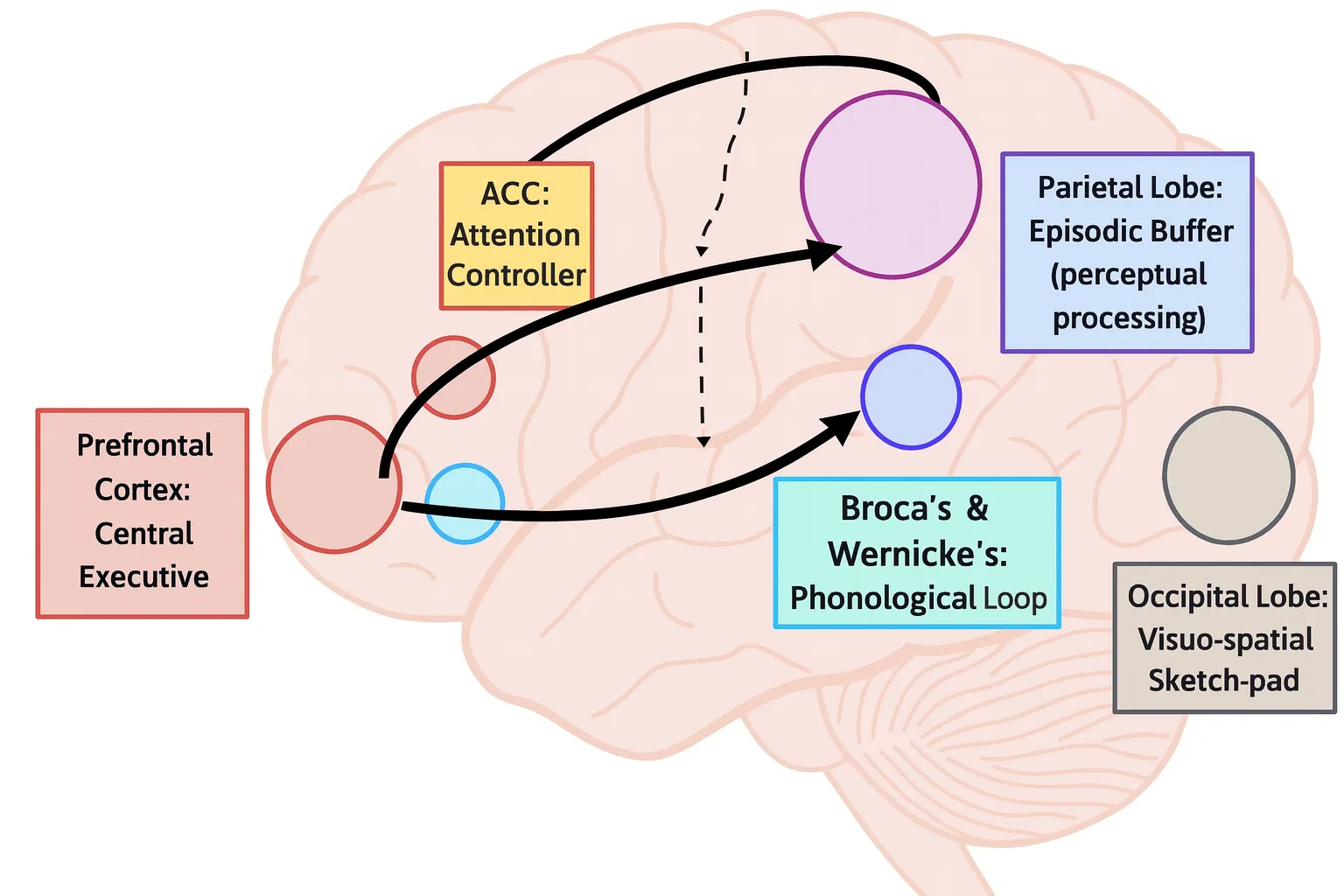 Human memory - diagram of working memory by functional brain region.