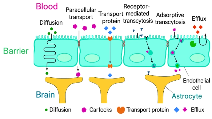 Blood-Brain Barrier