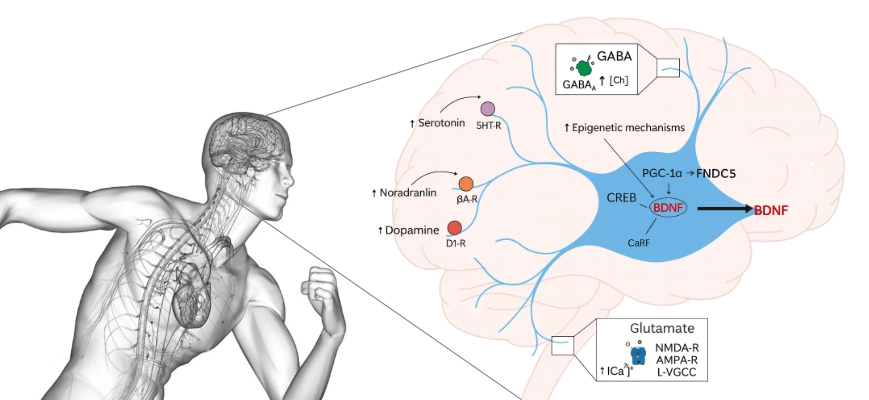 Brain Derived-Neurotrophic Factor (BDNF) Production Mechanism